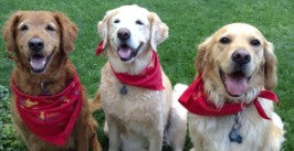 Bandanas