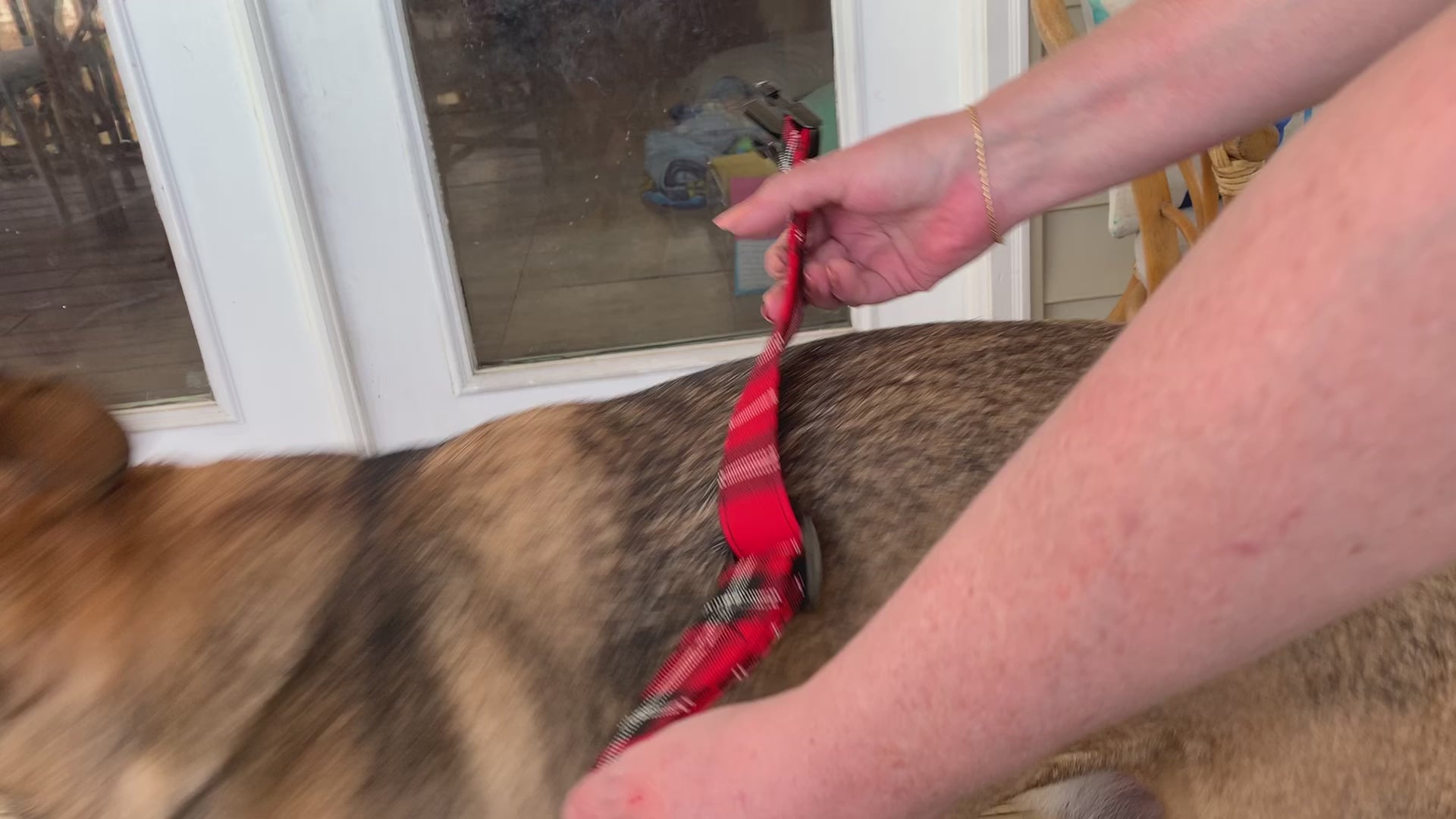 Load video: How our collars are put on our biggest fan Koda the german shepherd